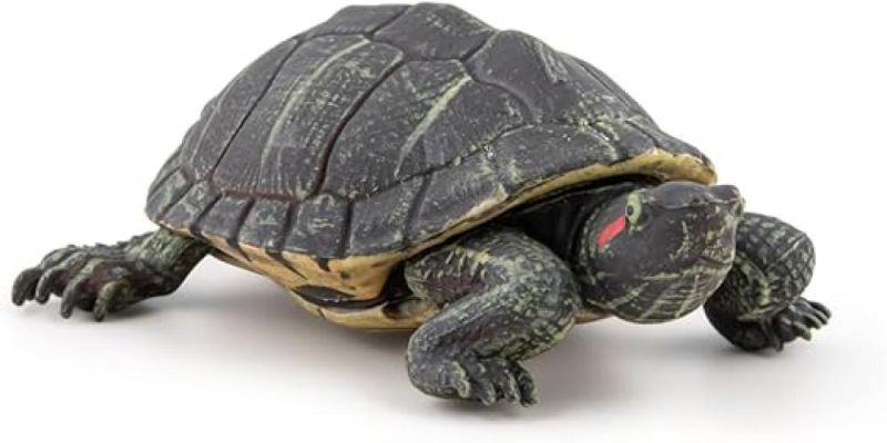 PAPO Tartaruga della Florida,Eta 3+